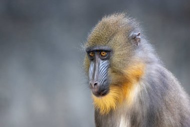 Mandrill (Mandrillus sfenks) maymun resmi kapat