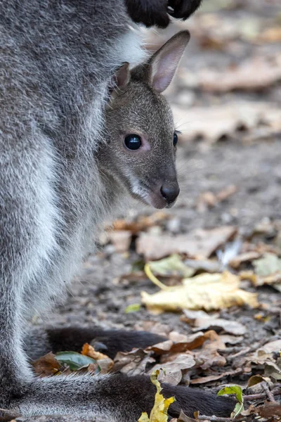 Ściana Czerwonym Karkiem Macropus Rufogriseus Torebce Bliska — Zdjęcie stockowe