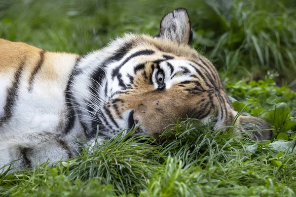 Tiger Panthera Tigris Gras Aus Nächster Nähe — Stockfoto