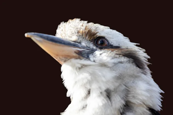 Uccello Kookaburra Dacelo Novaeguineae Close Immagine — Foto Stock