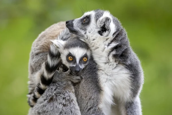 Ring Tailed Lemurs Close Image — Stock fotografie