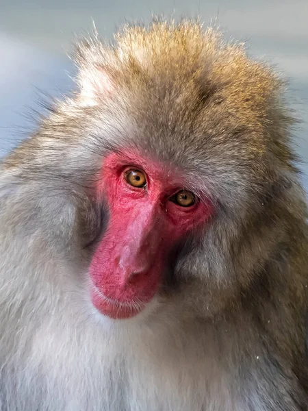 Zbliżenie Portret Japońskiej Makaki Macaca Fuscata — Zdjęcie stockowe