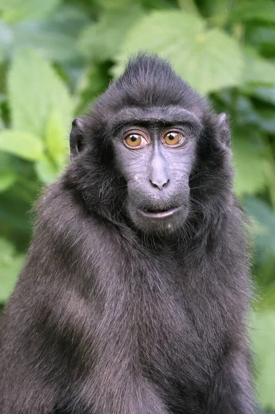 Haubenmakaken Macaca Nigra Nahaufnahme — Stockfoto