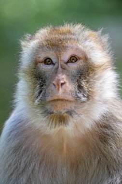 Barbar maymun (Macaca sylvanus) portreyi kapat 