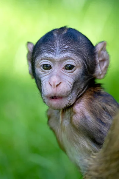 Niño Macaco Barbudo Cerca — Foto de Stock