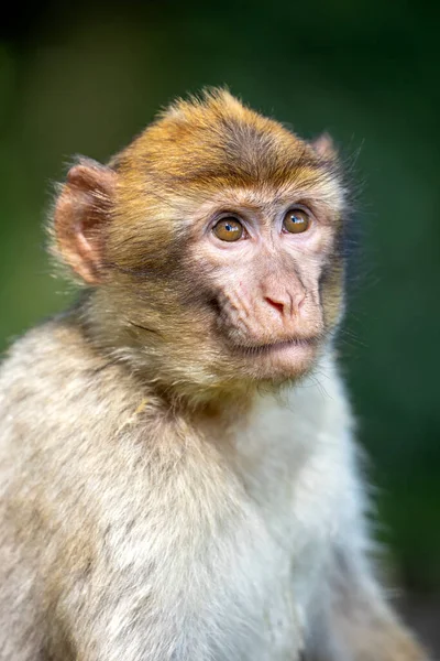 Macaco Barbaro Ritratto Vicino — Foto Stock