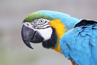 Mavi-sarı papağan (Ara ararauna), papağan portresi. 