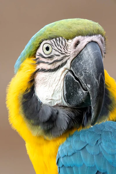 Guacamayo Azul Amarillo Ara Ararauna Loro Retrato Cerca — Foto de Stock