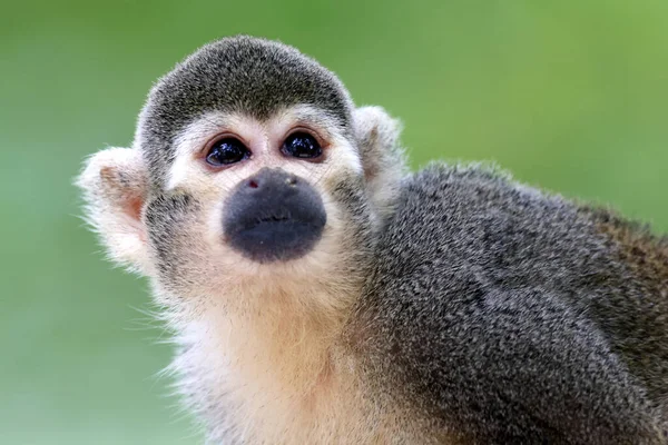 Ein Eichhörnchen Saimiri Affe Aus Nächster Nähe — Stockfoto