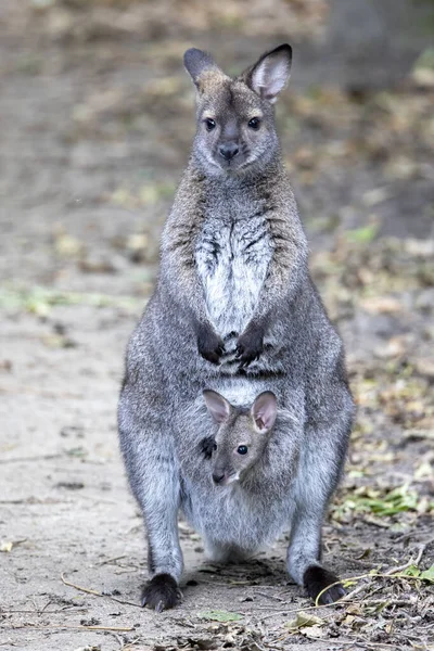 Wallaby Macropus Rufogriseus Met Jongen Buidel — Stockfoto