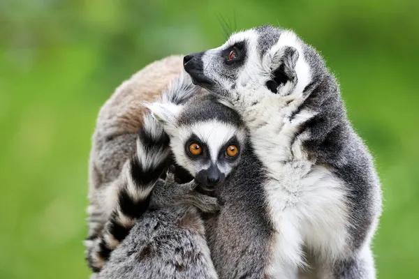 Lémures Cauda Anelada Lemur Catta Imagem Perto — Fotografia de Stock