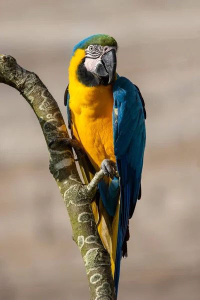 Papuga Niebiesko Żółta Ara Arauna Gałęzi — Zdjęcie stockowe