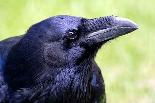 Corbeau Commun Corvus Corax Image Rapprochée — Photo