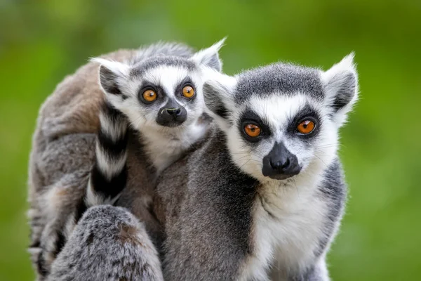 Lemuri Coda Anello Close Immagine — Foto Stock