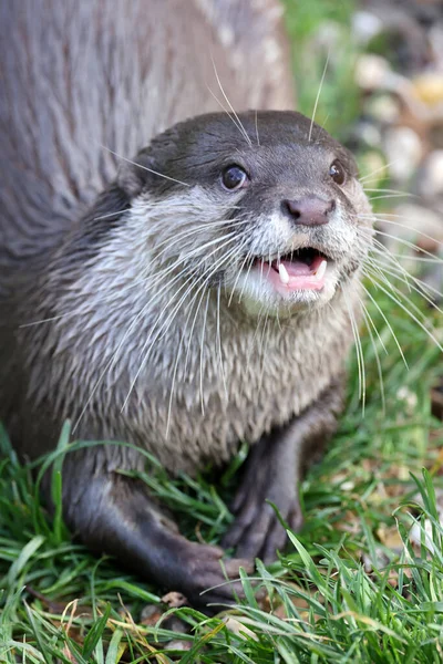 Lontra Bico Pequeno Asiático Aonyx Cinereus Close — Fotografia de Stock