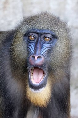 Mandrill (Mandrillus sfenks) maymun portresi 