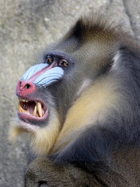 Mandrill (Mandrillus sfenks) maymun resmi kapat