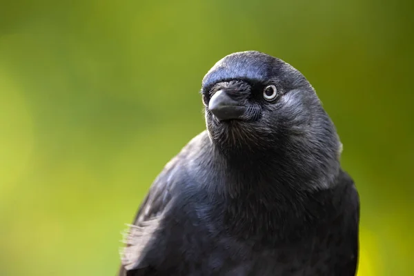 Siyah Bir Karga Corvus Monedula Profilini Kapat — Stok fotoğraf