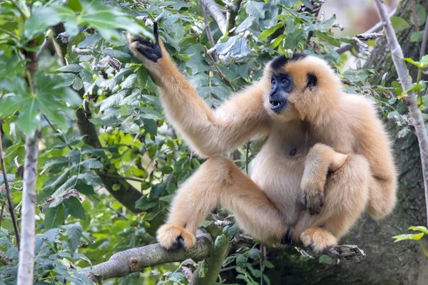 Yellow Cheeked Gibbon Nomascus Gabriellae Green Tree — Stock Photo, Image