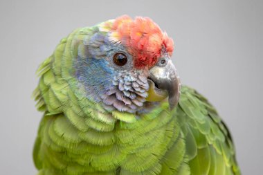 Kırmızı kuyruklu bir amazonun yakın plan çekimi (Amazona brasiliensis)