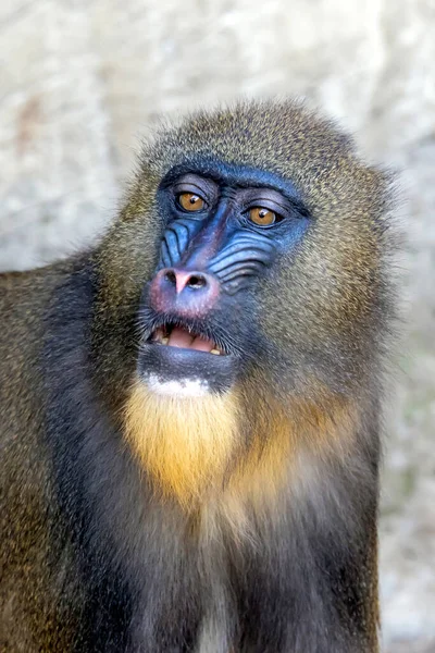 Primo Piano Mandrill Seduto Uno Sfondo Sfocato — Foto Stock