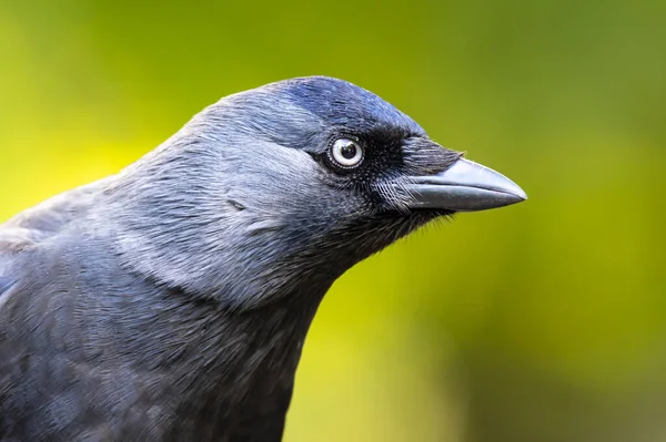 Nahaufnahme Einer Schwarzen Dohle Corvus Monedula — Stockfoto