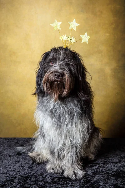 Frohe Weihnachten Holländischer Schäferhund Schapendoes — Stockfoto