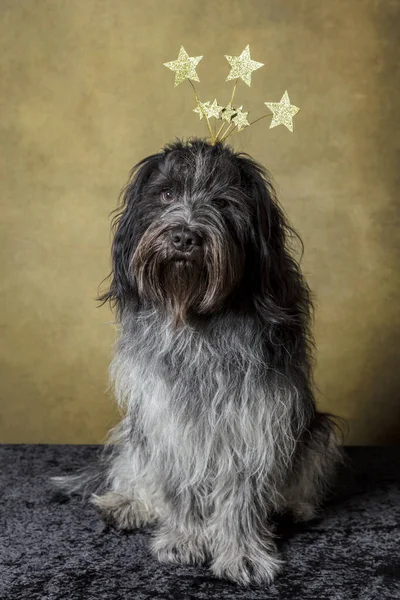 Vánoční Holandský Ovčák Schapendoes — Stock fotografie