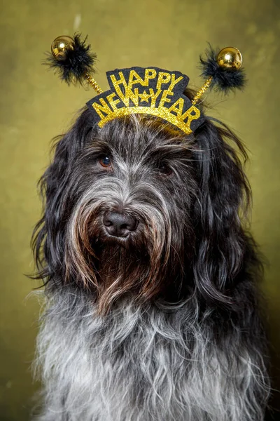 Feliz Año Nuevo Perro Pastor Holandés Schapendoes —  Fotos de Stock