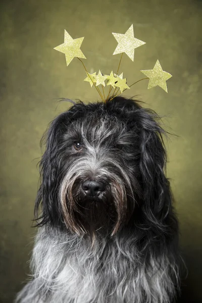 Frohe Weihnachten Holländischer Schäferhund Schapendoes — Stockfoto