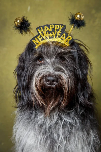 Feliz Ano Novo Dutch Sheepdog Schapendoes — Fotografia de Stock