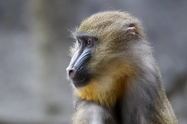 Close Retrato Mandrill Macaco Habitat — Fotografia de Stock