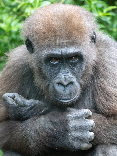 Portrait Rapproché Singe Habitat — Photo