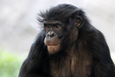 Habitattaki bir bonobonun portresini kapat.