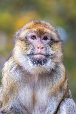 Habitattaki barbar bir makağın (Macaca sylvanus) portresini kapat
