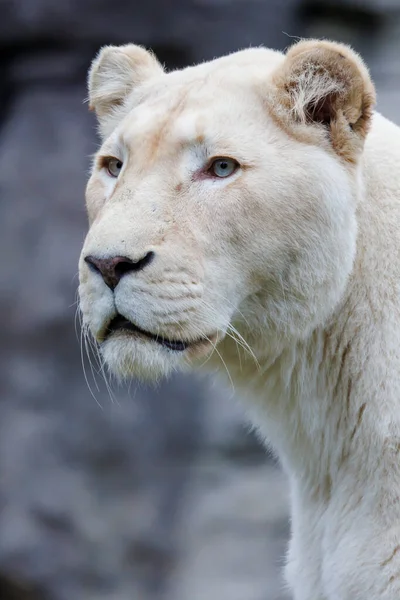 Nahaufnahme Porträt Des Weißen Löwen Panthera Leo Lebensraum — Stockfoto