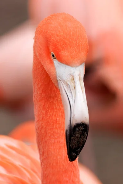 Gros Plan Portrait Rose Flamant Rose Dans Habitat — Photo