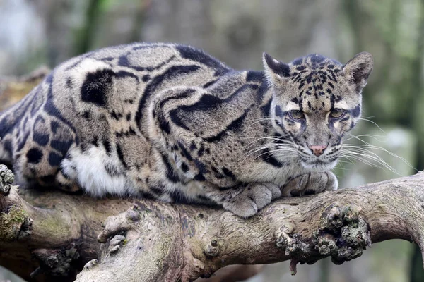 Perto Leopardo Nublado Neofelis Nebulosa Hábitat — Fotografia de Stock