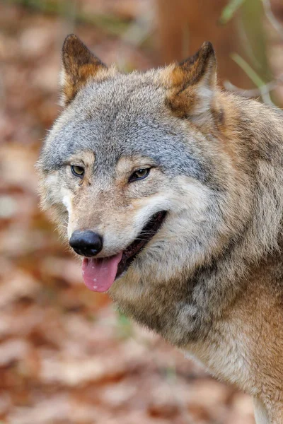 Крупным Планом Портрет Canis Lupus Среде Обитания — стоковое фото
