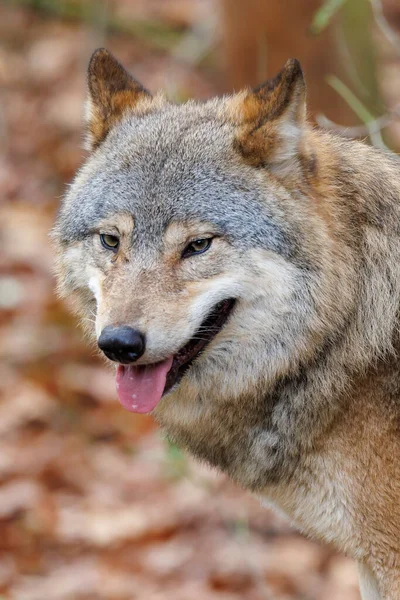 Zblízka Portrét Canis Lupus Stanovišti — Stock fotografie