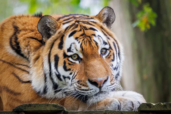 生息地でシベリアトラ Panthera Tigris Altaica の肖像画を閉じる — ストック写真