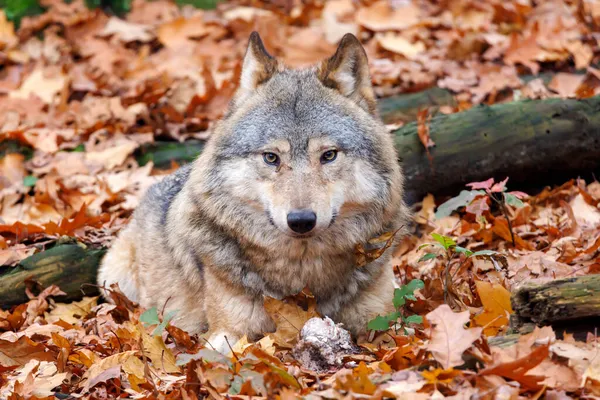 一只灰狼 金丝雀狼 在栖息地的特写 — 图库照片