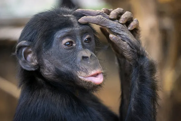 Portrait Rapproché Jeune Bonobo Pan Paniscus Dans Son Habitat — Photo