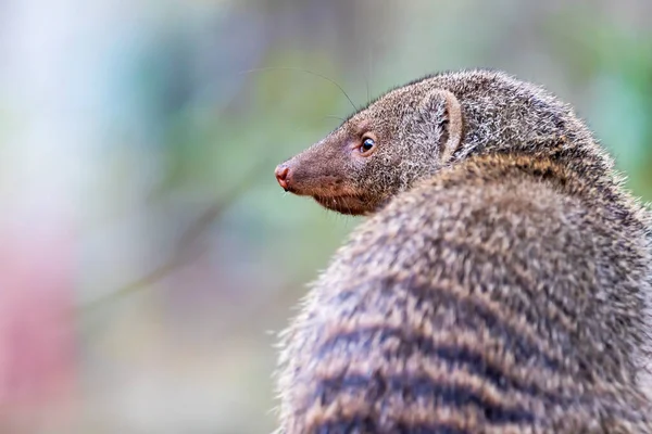 Close Portrait Common Dwarf Mongoose Helogale Parvula Habitat — Stock Photo, Image