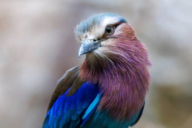 close up portrait of a lilac-breasted roller (Coracias caudatus) at habitat clipart
