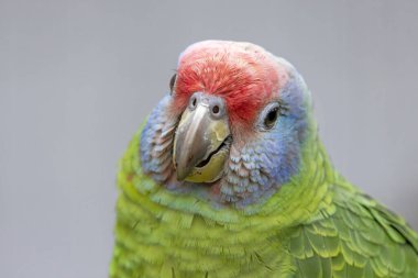 Habitattaki kırmızı kuyruklu bir amazonun (Amazona brasiliensis) portresini kapat