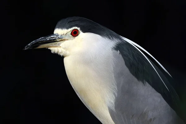 Gros Plan Héron Nuit Couronne Noire Nycticorax Nycticorax Dans Son — Photo