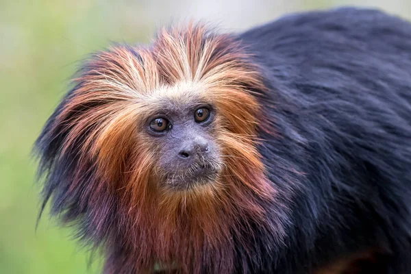 Close Van Goudkopleeuwentamarijn Leontopithecus Chrysomelas Habitat — Stockfoto