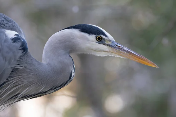 Közeli Portré Egy Szürke Heron Ardea Cinerea Élőhelyen — Stock Fotó