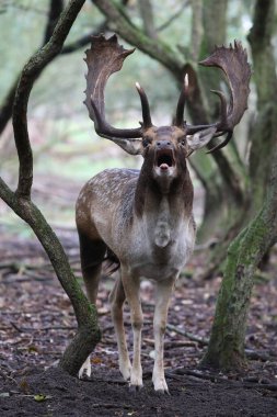 Avrupai geyik ya da sadece düşen geyik olarak da bilinir.